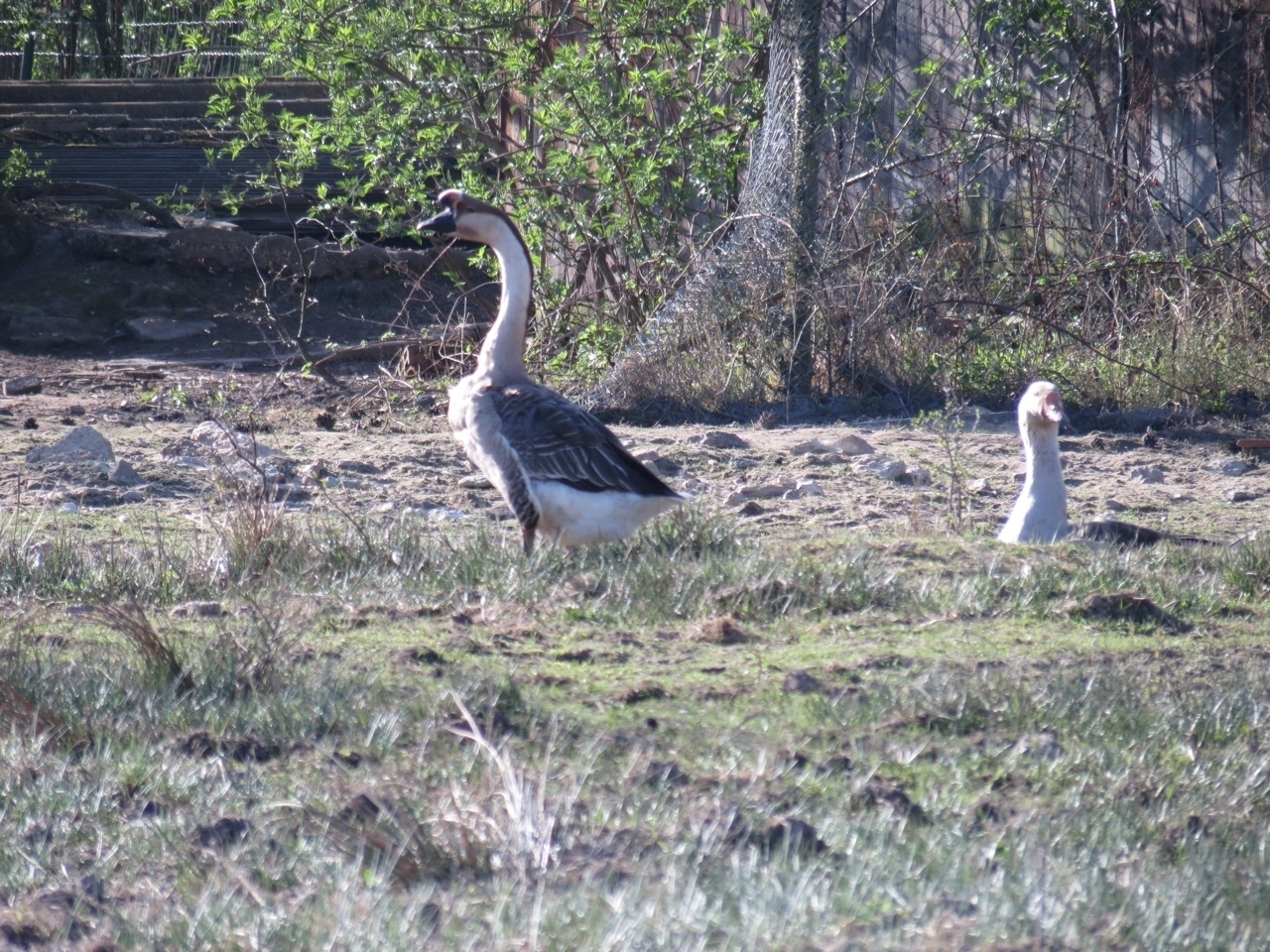 2012 04 21 Ornitho à Gambaiseuil 08